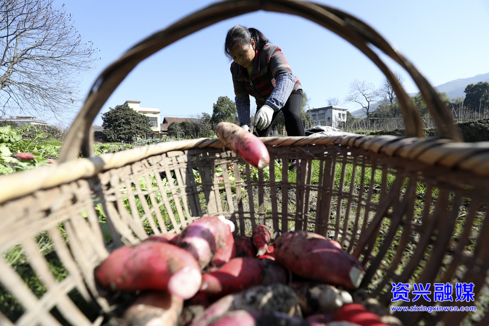 1月30日，在唐洞街道茶坪瑶族村，农民在菜地里采收萝卜。（李科 摄）